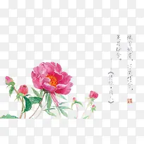 诗经花朵插画配图