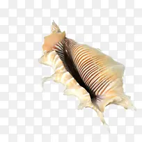 带刺白颜色花纹大海螺
