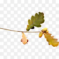 国画花卉素材花卉图案