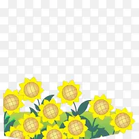 金葵花向日葵黄色花朵鲜花太阳花