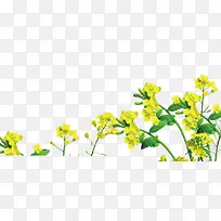 清新春日装饰插图黄色油菜花花朵