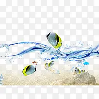 水中的鱼