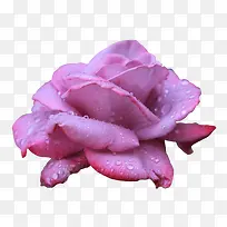 粉色玫瑰露水花瓣