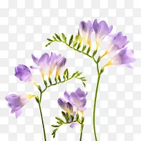 三支开着紫色花朵的花枝