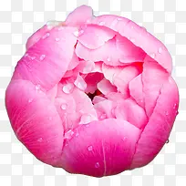 含苞待放的牡丹花