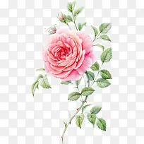 水彩手绘粉色玫瑰花