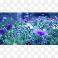 草丛中的紫色菊花海报背景