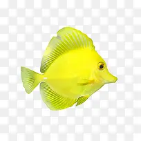 黄色的鱼