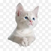 可爱小猫咪凝视