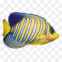 黄蓝色鱼