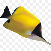 高清活动黄色尖嘴鱼
