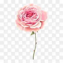 粉色带刺的玫瑰花