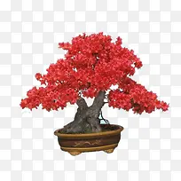 手绘红色映山红盆栽