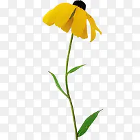 一枝小黄花