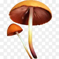 两个蘑菇