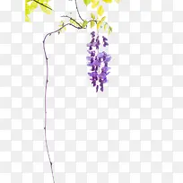 紫藤花的藤蔓图片素材
