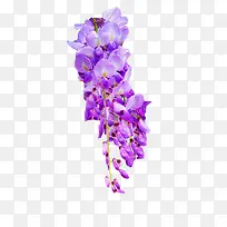 紫藤花图片素材