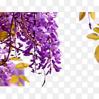 树枝上的紫藤花图片素材