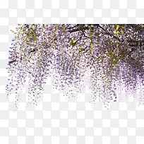 紫藤花藤蔓