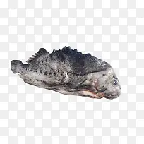 进口海参斑鱼