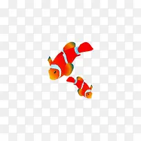 红色小丑鱼