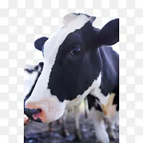 牧场乳牛母牛头实拍