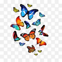 蝴蝶系列 - 多种多样美丽的蝴蝶
