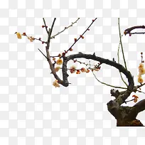 黄色梅树梅花