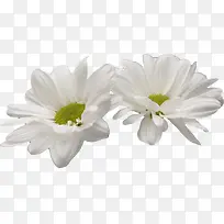 菊花白色菊花两朵菊花
