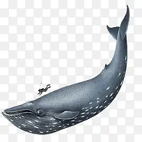 大型蓝鲸