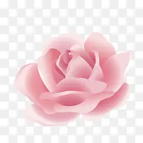 粉色的玫瑰花装饰