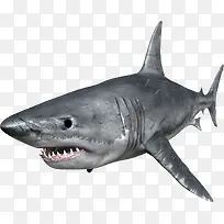 有疤痕的凶猛灰色鲨鱼