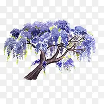 紫藤花之树