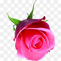 妖艳粉色玫瑰花朵
