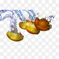 彩色水母