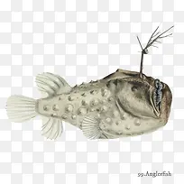 矢量Anglerfish下载