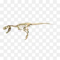 大盗龙骨架生物化石实物