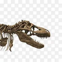 巨型恐龙头骨化石实物