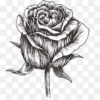 手绘黑色的玫瑰花线条