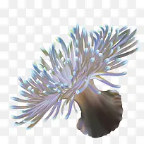 海葵植物