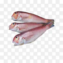 三条红斑鱼