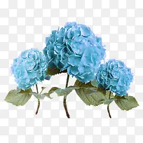 蓝色绣球花