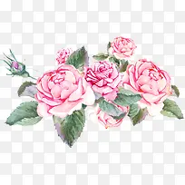 粉色盛开的玫瑰花