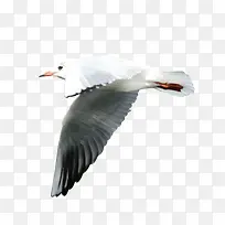 白灰色飞翔鸥