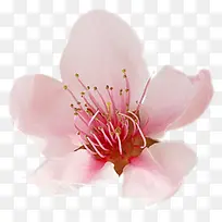 春季桃花开花粉红色