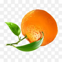 夏季橘子水果矢量图