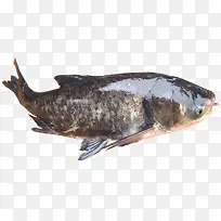 鳙鱼 胖头鱼 水产 大型鱼类 