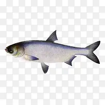 鳙鱼胖头鱼水产大型鱼类