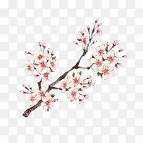 中国画粉色桃花花瓣