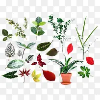 绿色植物组图